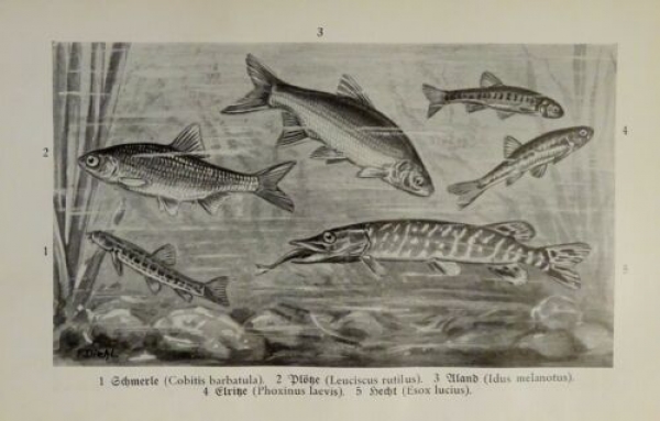 1926 - Fische - Wels, Pirana / Schmerle, Plötze, Aland, ... - alter Druck